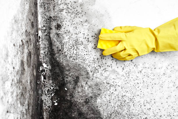 Mold Odor Removal Services in Seward, AK