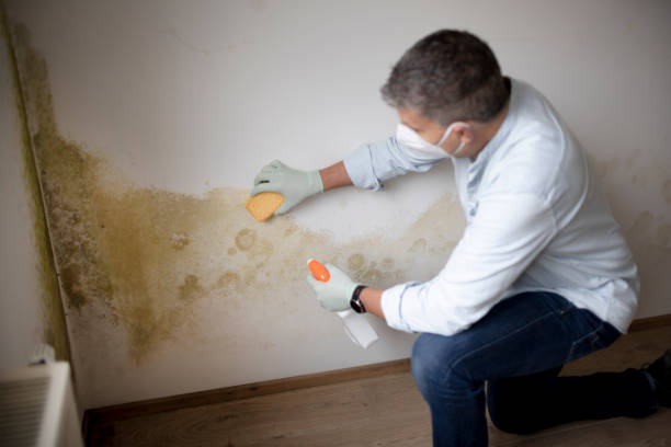 Best Basement Mold Removal  in Seward, AK