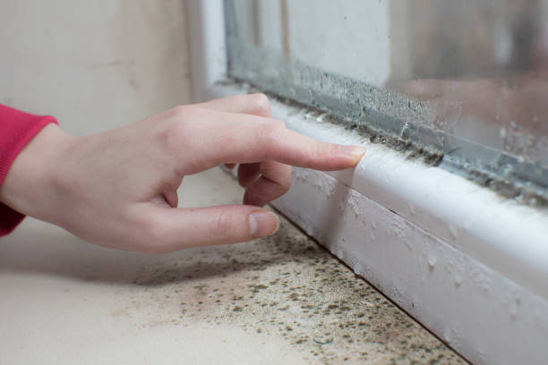 Asbestos and Lead Testing During Mold Inspection in Seward, AK
