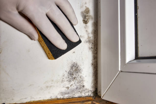 Best Real Estate Mold Inspection  in Seward, AK